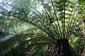 Tree fern gully, Pirianda Gardens IMG_7184